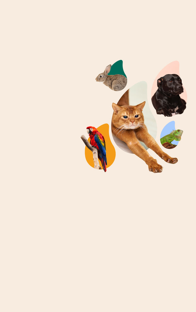 Buy CBDA For Pets Koa Pets Koa Pets CBD buy-cbda-for-pets-koa-pets-koa-pets-cbd